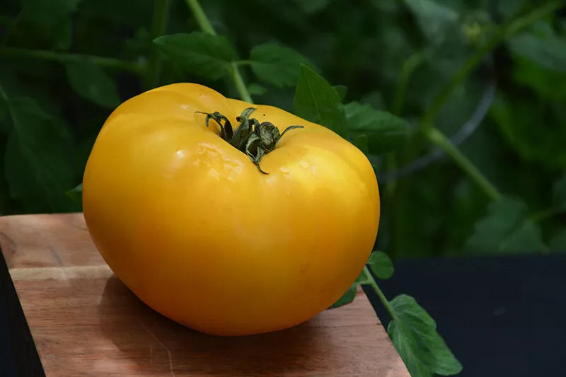 Tomato Seeds Set of 40+ Chef's Choice Yellow (Solanum lycopersicum) Slicer Variety for Home Gardening