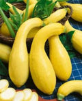 50+ Yellow Crookneck Squash Seeds, Golden Summer Heirloom, Non-GMO, Fresh, Cucurbita pepo