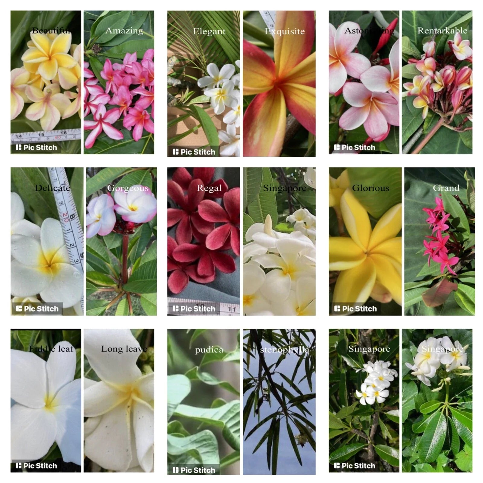 Plumeria Cutting - Hawaiian Grown Frangipani Variety - Temple Tree #2A - Perfect for Gardens and Landscapes