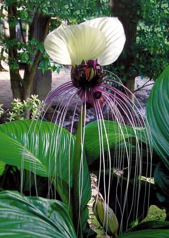 White Bat Flower Plant 4-6" Tall - Tacca integrifolia - Exotic White Bracts - Ship No Pot