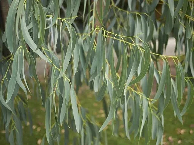 Eucalyptus Seeds - 50 Spinning Gum Tree Seeds - Perennial Flowers - Eucalyptus globulus