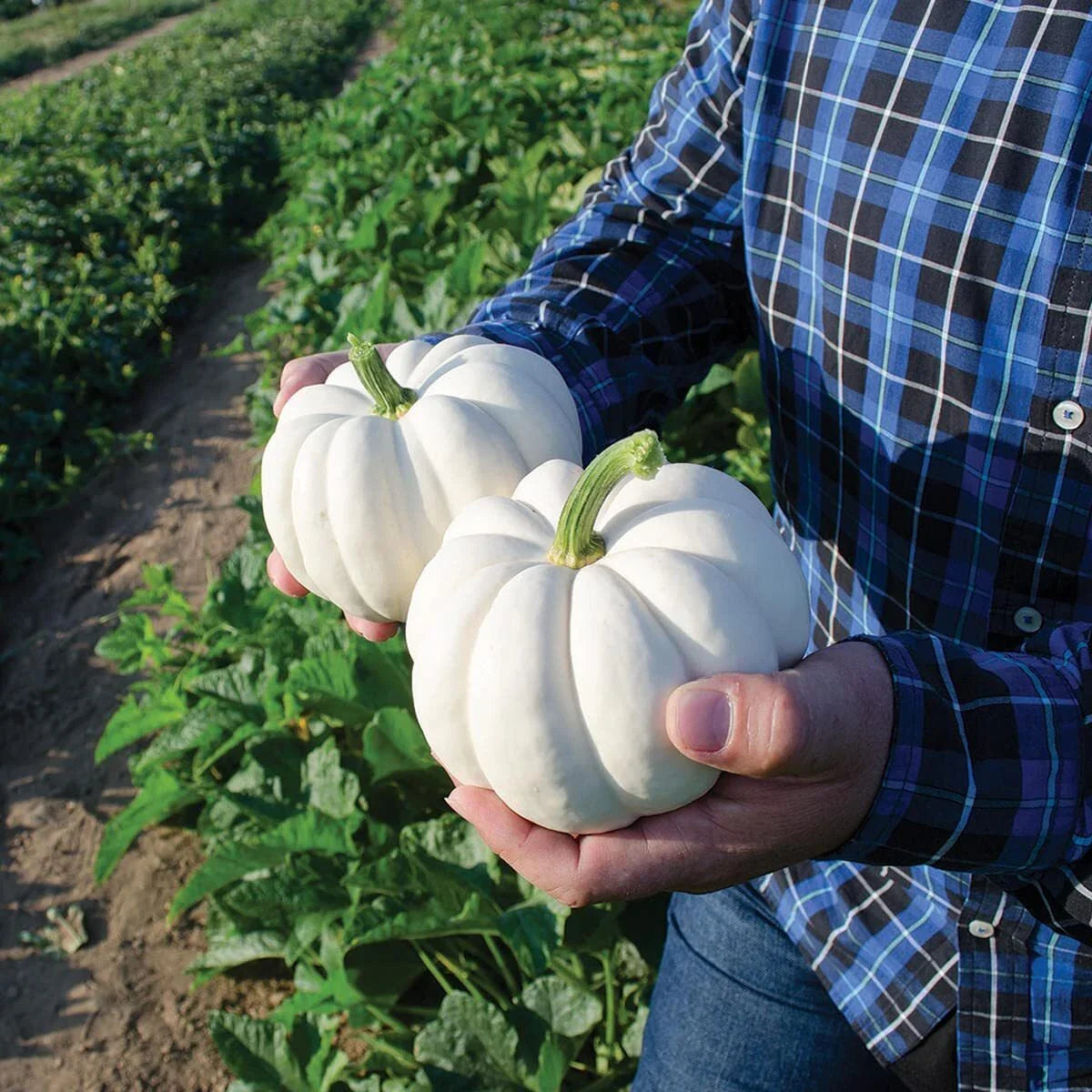 Small White Pumpkin Seeds 20 Pack Casperita - Non-GMO, Ideal for Decor, Garden Planting