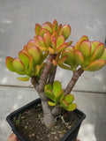 Succulent Crassula Ovata 'Crosby's Compact' 8" Jade Money Plant Tree - Green/Red Foliage, Drought Tolerant, Glossy Texture