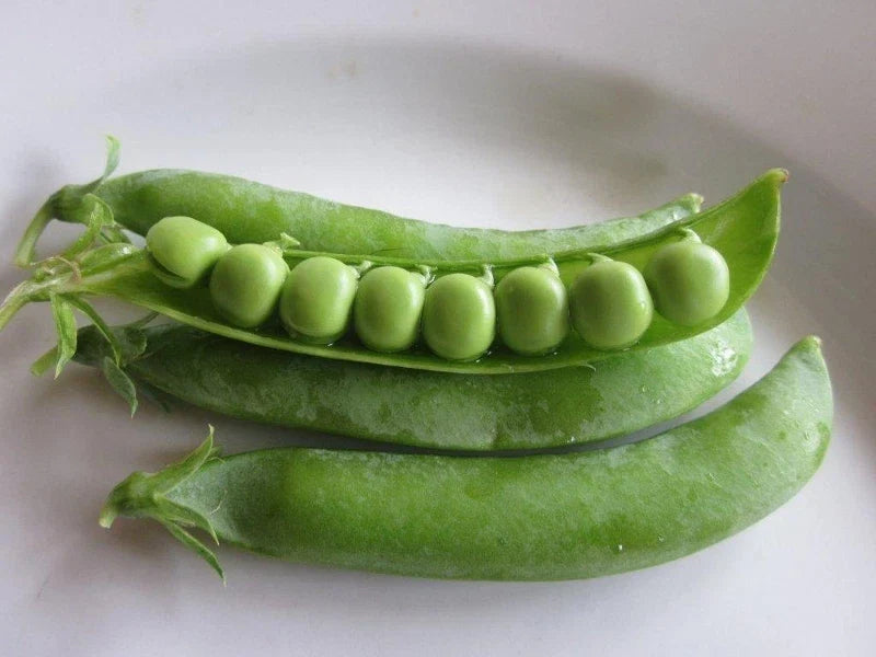 Progress #9 Pea Seeds - Fresh Pea Seed Variety - Pisum sativum - Non-GMO, High Yield, Free Shipping