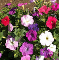 Dwarf Petunia Mix Seeds - Multicolor Compact Variety, Petunia x hybrida - Fast Shipping