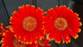 Red & Yellow Gerbera Daisy Seeds - 200+ Pack for Garden Planting - Gerbera jamesonii - USA