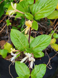 HALL'S Honey Suckle Plants - 4-5 Cups - White Yellow Flowers - Japanese Lonicera