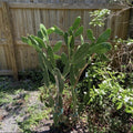 Dragon Fruit & Prickly Pear Cactus Unrooted Plant Cuttings Lot of 2 Green - Hylocereus undatus & Opuntia spp.
