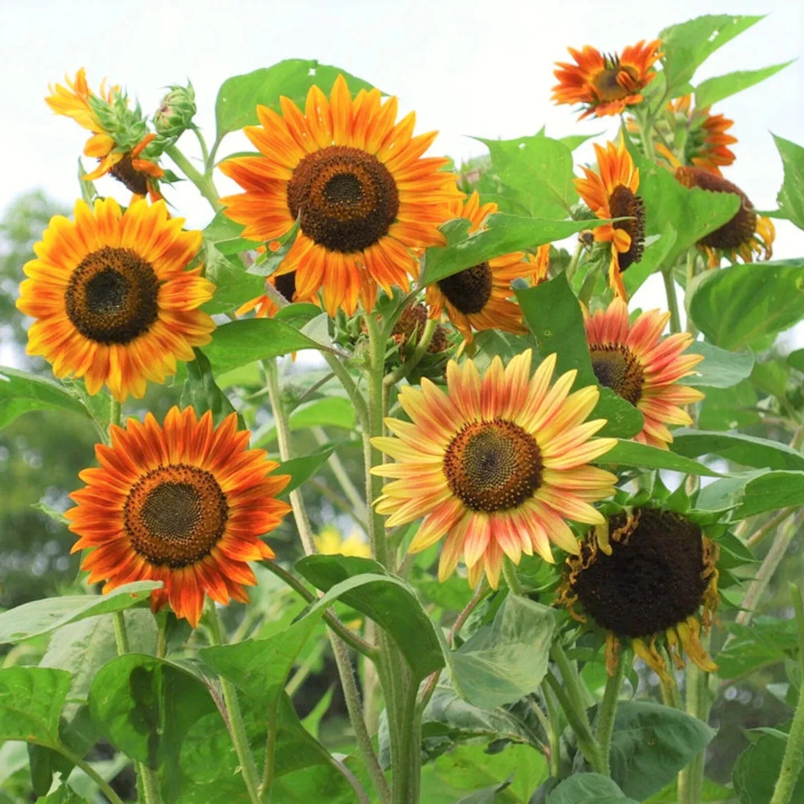 Evening Sun Sunflower Seeds 50pcs Pack Bicolor Red Orange Yellow Helianthus Annuus
