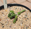 Rooted Cactus Plant - Opuntia Fragilis Brittle Prickly Pear - Lake of the Woods MN - Drought-Tolerant Succulent