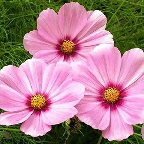 Cosmos Seeds - 200 Non-GMO Seeds - Gloria Variety with Huge Magenta Flower Blooms - Ideal for Garden Planting
