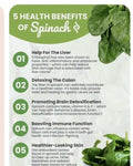 Winter Giant Spinach Seeds - 150+ Heirloom Non-GMO Open Pollinated - Spinacia oleracea