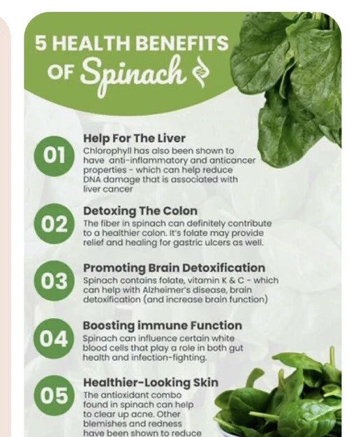 Winter Giant Spinach Seeds - 150+ Heirloom Non-GMO Open Pollinated - Spinacia oleracea