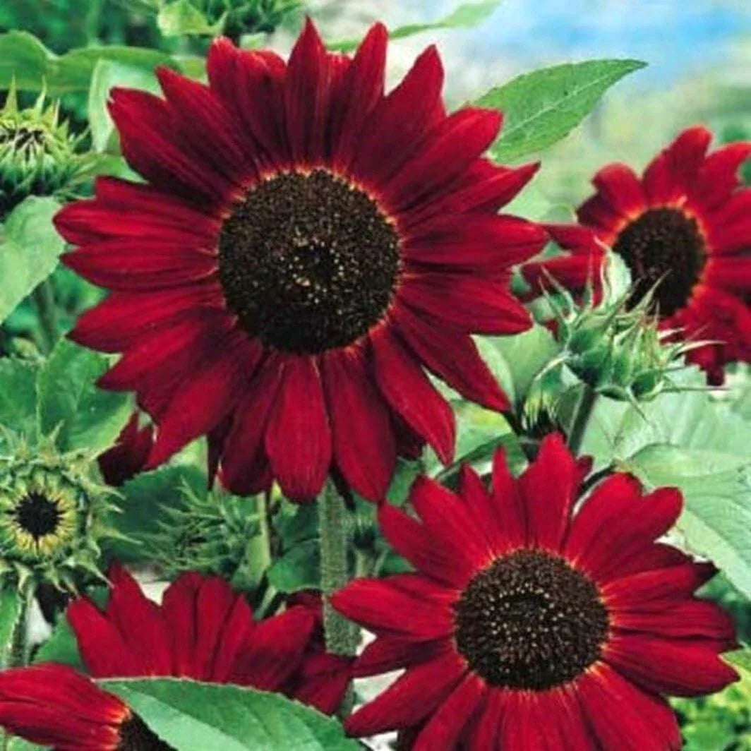 Red Sun Sunflower Seeds - 25 Fresh Seeds - Helianthus annuus, Bright Red Blooms for Vibrant Gardens