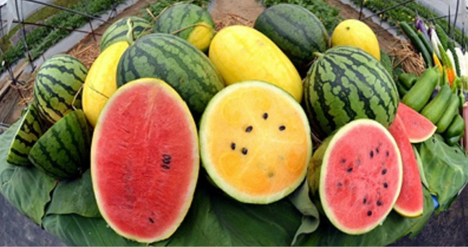 Crimson Watermelon Seeds - Red/Yellow Variety - Sweet & Tasty - Citrullus lanatus