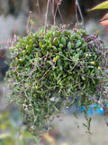 Othonna Capensis Ruby Necklace Succulent Live Plant in 4" Pot, Fully Rooted, Unique Colorful Foliage