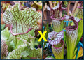 Sarracenia Seeds - 2025 Fat Mitchelliana X (Adrian Slack X Judith Hindle) - Carnivorous Plant Seeds for Gardening