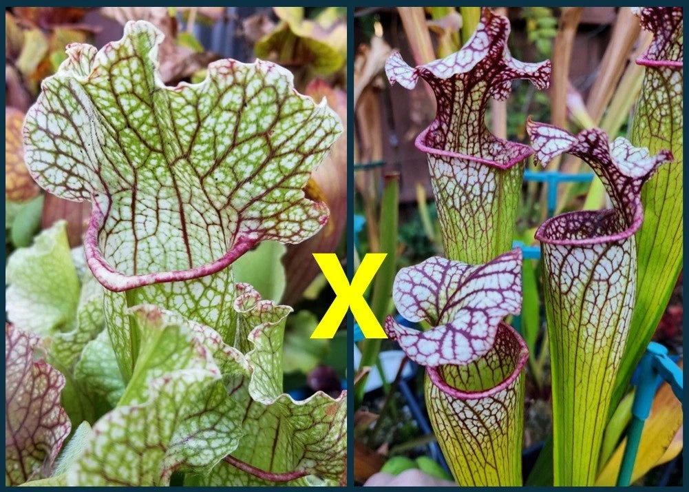 Sarracenia Seeds - 2025 Fat Mitchelliana X (Adrian Slack X Judith Hindle) - Carnivorous Plant Seeds for Gardening