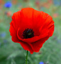 Poppy Seeds | Red Corn Poppies | American Legion Remembrance Day Flower | Papaver rhoeas