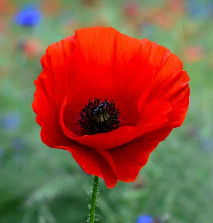 Poppy Seeds | Red Corn Poppies | American Legion Remembrance Day Flower | Papaver rhoeas