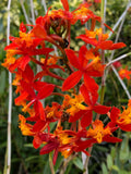 Epidendrum Radicans Orange Orchids - 2 Live Cuttings for Pot or Ground Planting