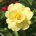 Live Double Yellow Desert Rose Plant - Adenium Obesum - Soil-Wrapped Roots - Tropical Flowering Succulent