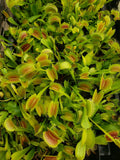 Venus Flytrap Seeds - Bare-root Multi-Cultivar - Dionaea muscipula - Carnivorous Plant for Indoor Gardening
