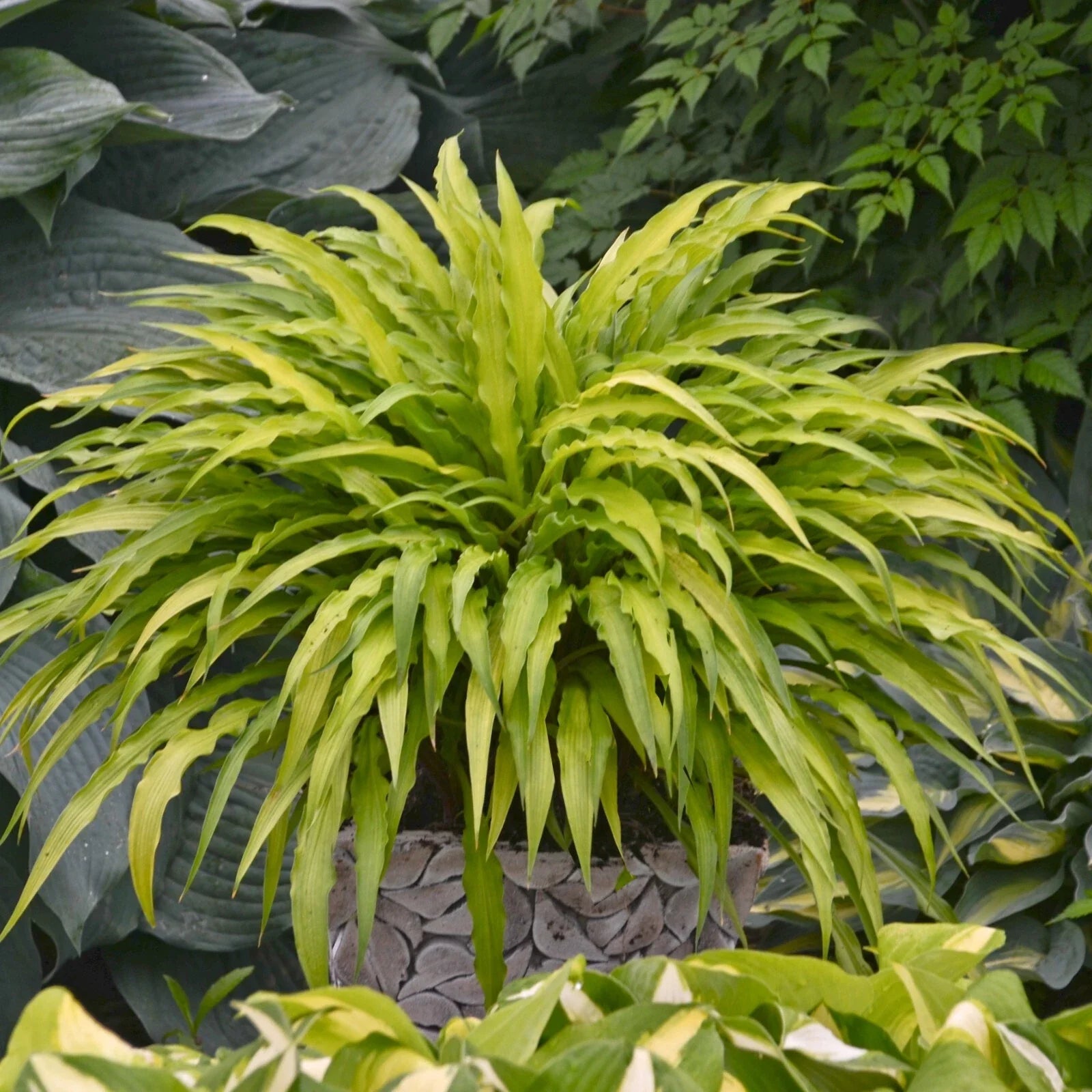 Hosta Curly Fries Plant in 5.25" Pot | Unique Perennial Shade Variety | Well-Rooted Hosta (Hosta 'Curly Fries')
