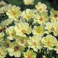 Cosmos Seeds - 100 Non-GMO Sunset / Sulphur Yellow Great Cut Flowers - Ideal for Containers - Cosmos bipinnatus