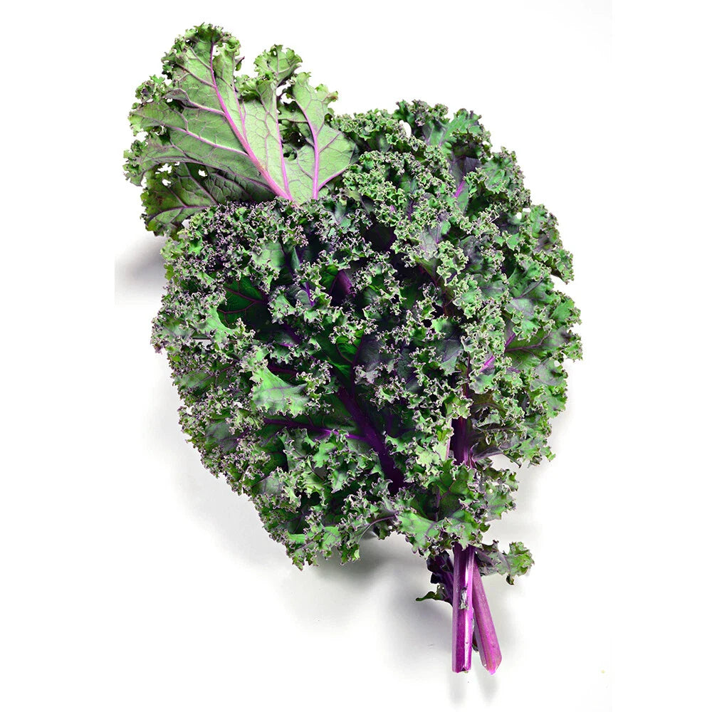 Red Kale Seeds - 300+ Non-GMO Heirloom Seeds for Organic Gardening - Brassica oleracea