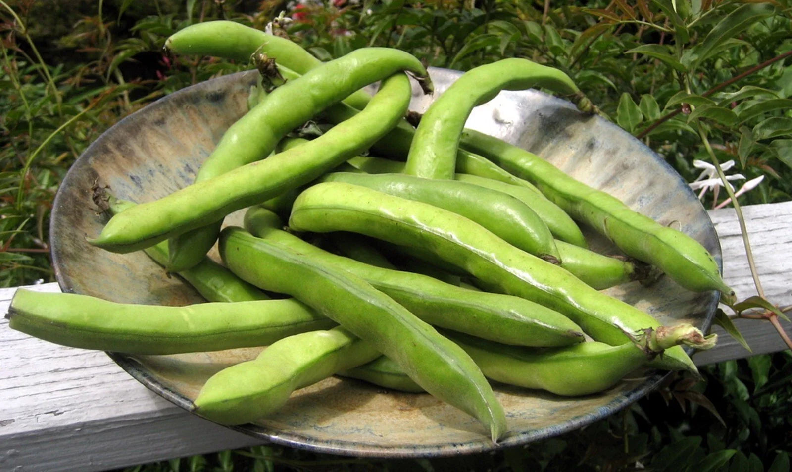 Organic Fava Bean Seeds | Fast Growing Variety | 15 Seeds | Vicia faba