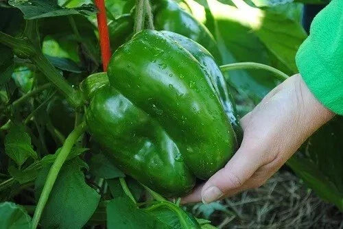 Giant Keystone Sweet Heirloom Tomato Seeds - Organic Non-GMO - 50+ Count