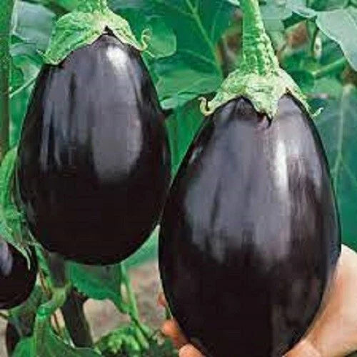 Premium Black Beauty Eggplant Seeds - Organic Heirloom Variety - Non-GMO, Fresh, Most Popular
