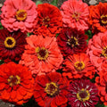 Zinnia Seeds - Berry Tart Mix - 25 Seeds - Colorful Garden Flowers - Zinnia elegans