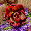 Live Succulent Bare Root 'Red Light' Plant for Office, Wedding, Home Decor - Echeveria 'Red Light'
