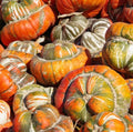 Heirloom Gourd Seeds - Turk's Turban Variety - Huge Decorative Edible - Non-GMO USA - 12 Seeds