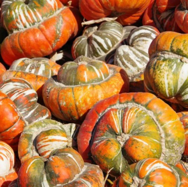 Heirloom Gourd Seeds - Turk's Turban Variety - Huge Decorative Edible - Non-GMO USA - 12 Seeds