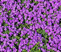 Purple Rock Cress Seeds - Bulk Aubrieta Perennial Groundcover for Gardens, Landscape, and Erosion Control