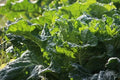 Mustard Green Seeds 500+ Heirloom Non-GMO Florida Broad Leaf Brassica juncea