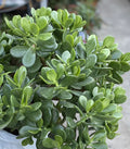Jade Plant - 1 Rooted Crassula ovata - Succulent from One Gallon Pot - Indoor Houseplant, Green Foliage