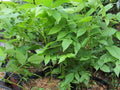 Black Walnut Trees 12"-16" Juglans Nigra Live Bareroot Seedlings - (3 Pack)