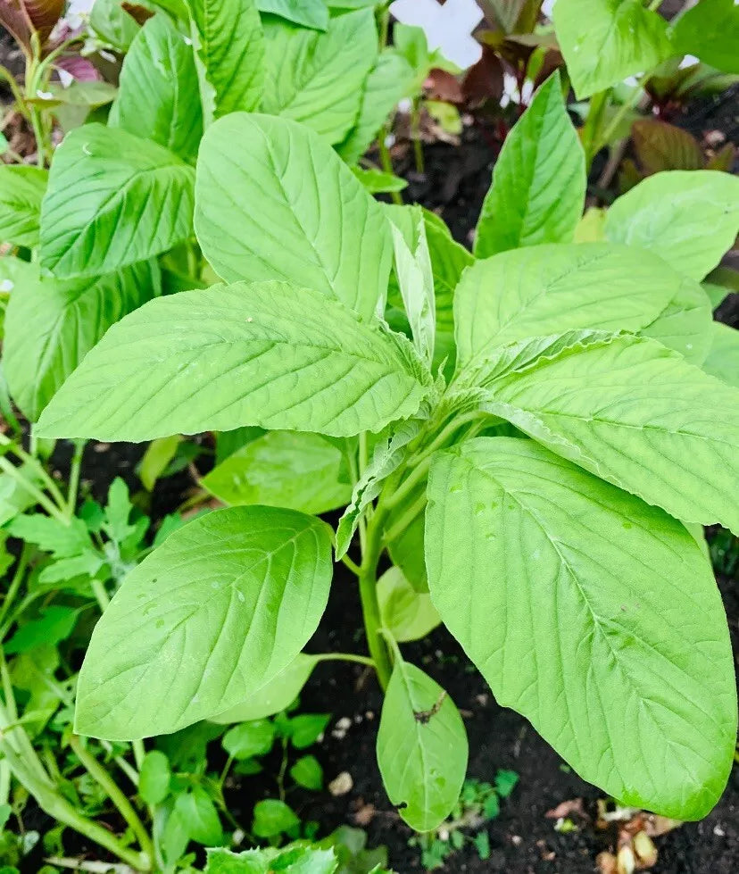Green Amaranth / White Leaf Amaranth  Seeds - 2000+ Count - Chinese Spinach - Edible Vegetable - Amaranthus viridis - USA