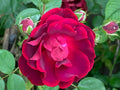Red Rose Cuttings for Garden Planting - 5 Ready to Root Cuttings (Rosa spp.)
