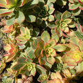 Aeonium Kiwi Variegated Succulent Plant Cuttings - "Dream Color" - Unique Variegated Succulent for Indoor Gardening