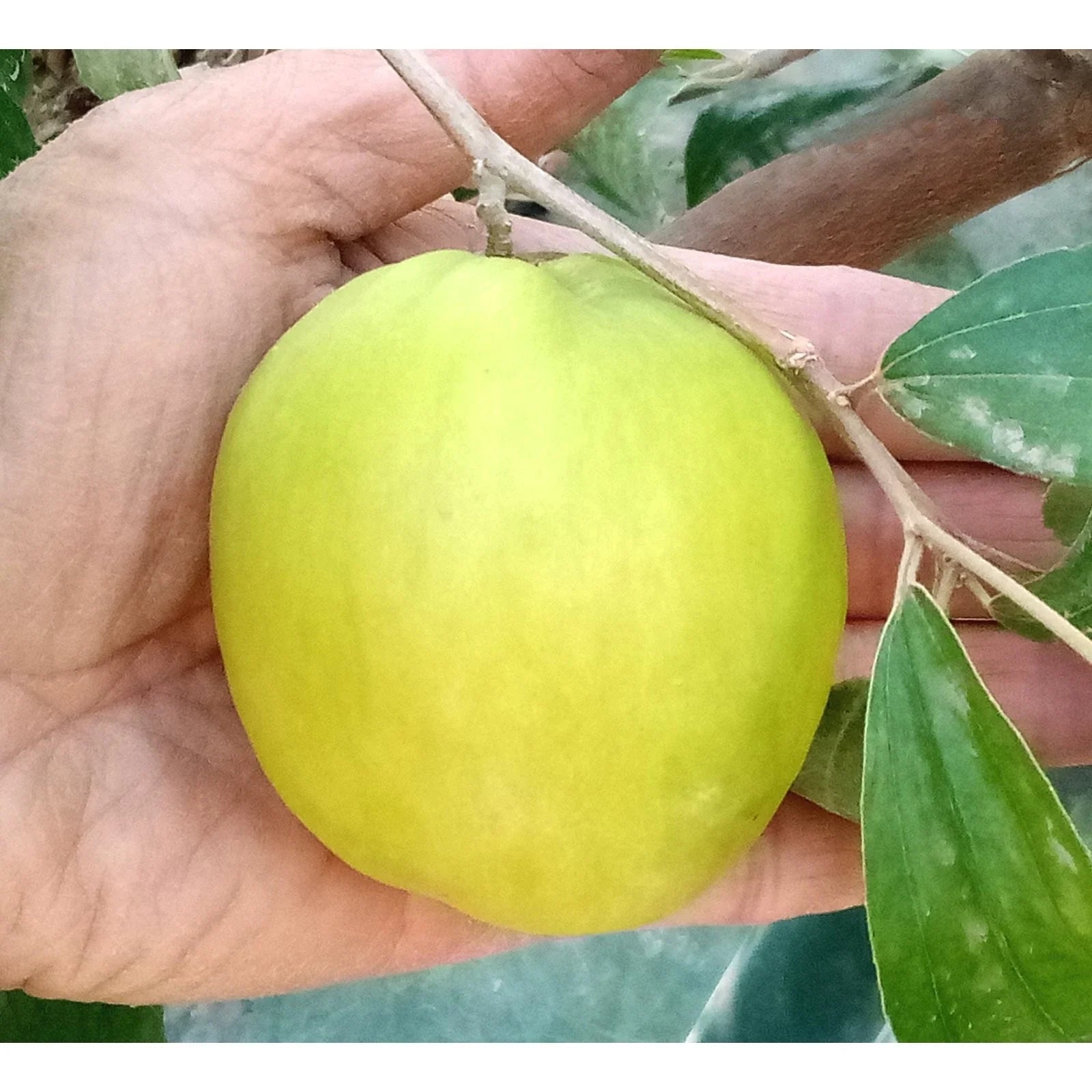 Taiwan Green Jujube Tree Graft Cutting 10" Large Juicy Sweet 19Brix Ziziphus jujuba