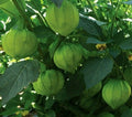 Tomatillo Seeds 100+ Pack Verde Garden Vegetables Salsa Spice (Physalis ixocarpa)