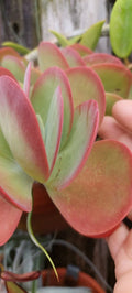 Flapjack Kalanchoe Succulent Live Plant | Paddle Leaf Variety | Kalanchoe luciae