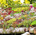 200 Sedum Seeds - Autumn Mix Succulent Ground Cover - Stonecrop (Sedum spp.)