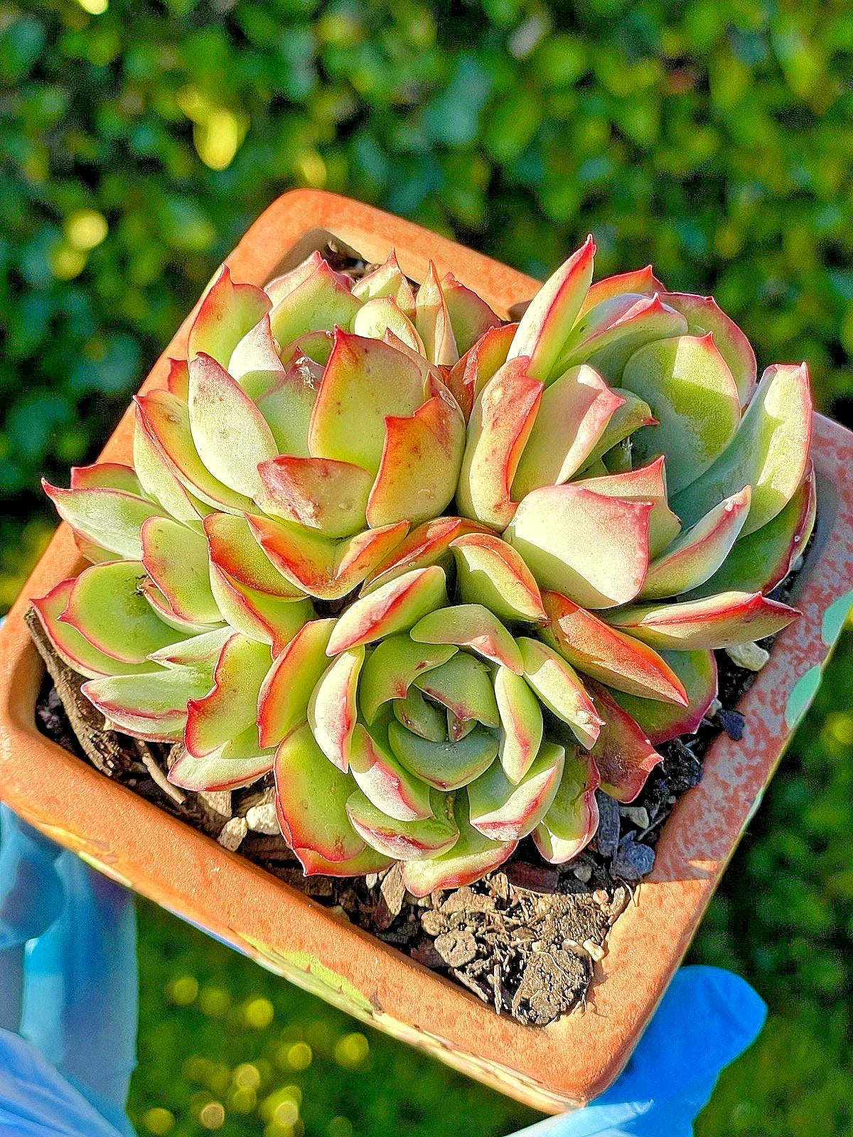 Rare Succulent Echeveria pulidonis 3.5-Inch Live Plant - Healthy 4-Head Silvery-Green with Red Edges - Award-Winning Variety