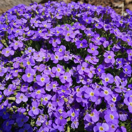 Groundcover Seeds 500 Count Aubrieta Whitewell Gem Purple Rock Cress Perennial Non-GMO